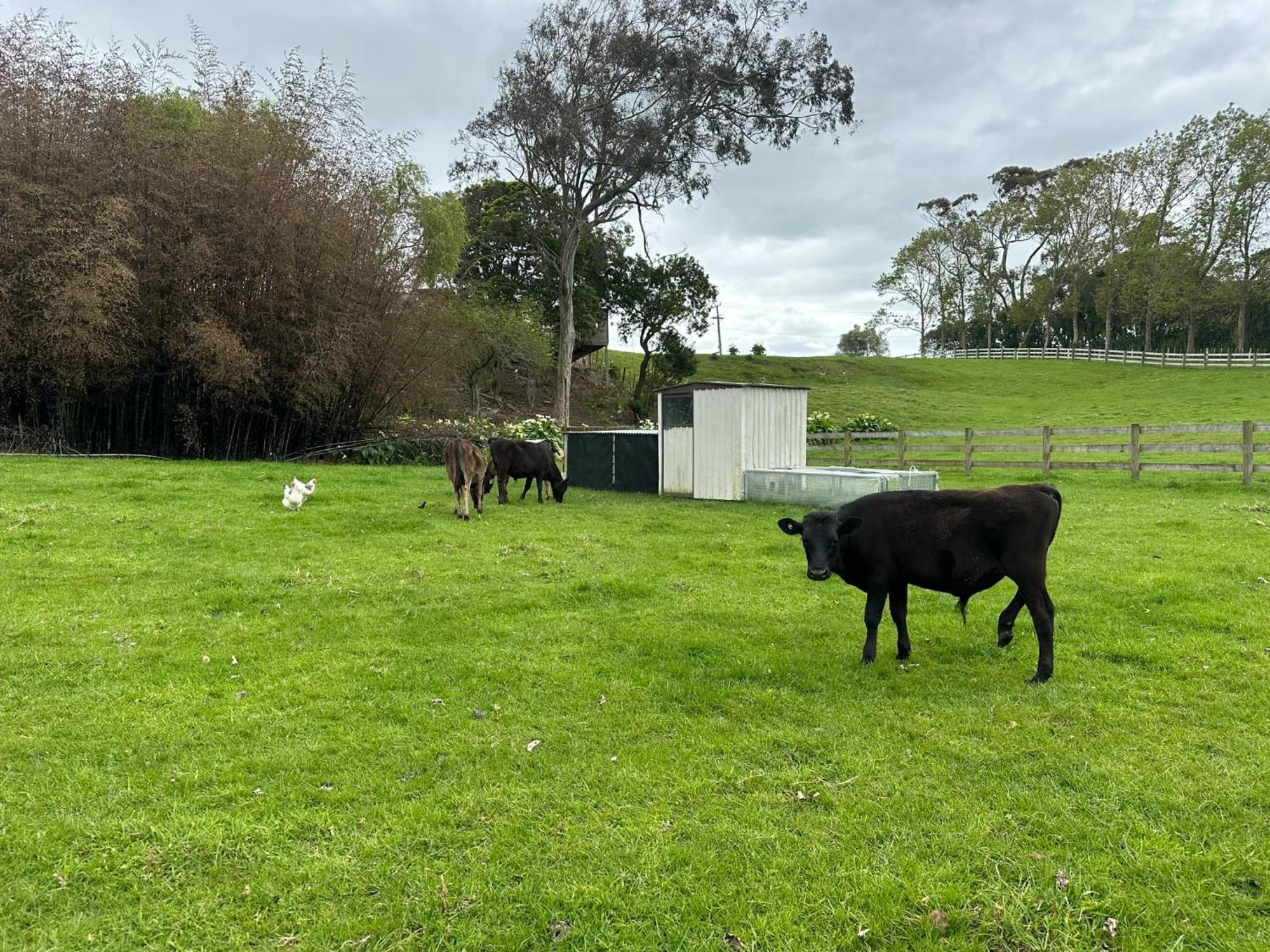Almost Coastal Holiday home Waiuku
